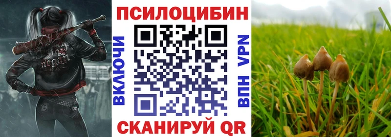 Купить где  Чаплыгин  Псилоцибиновые грибы мицелий 